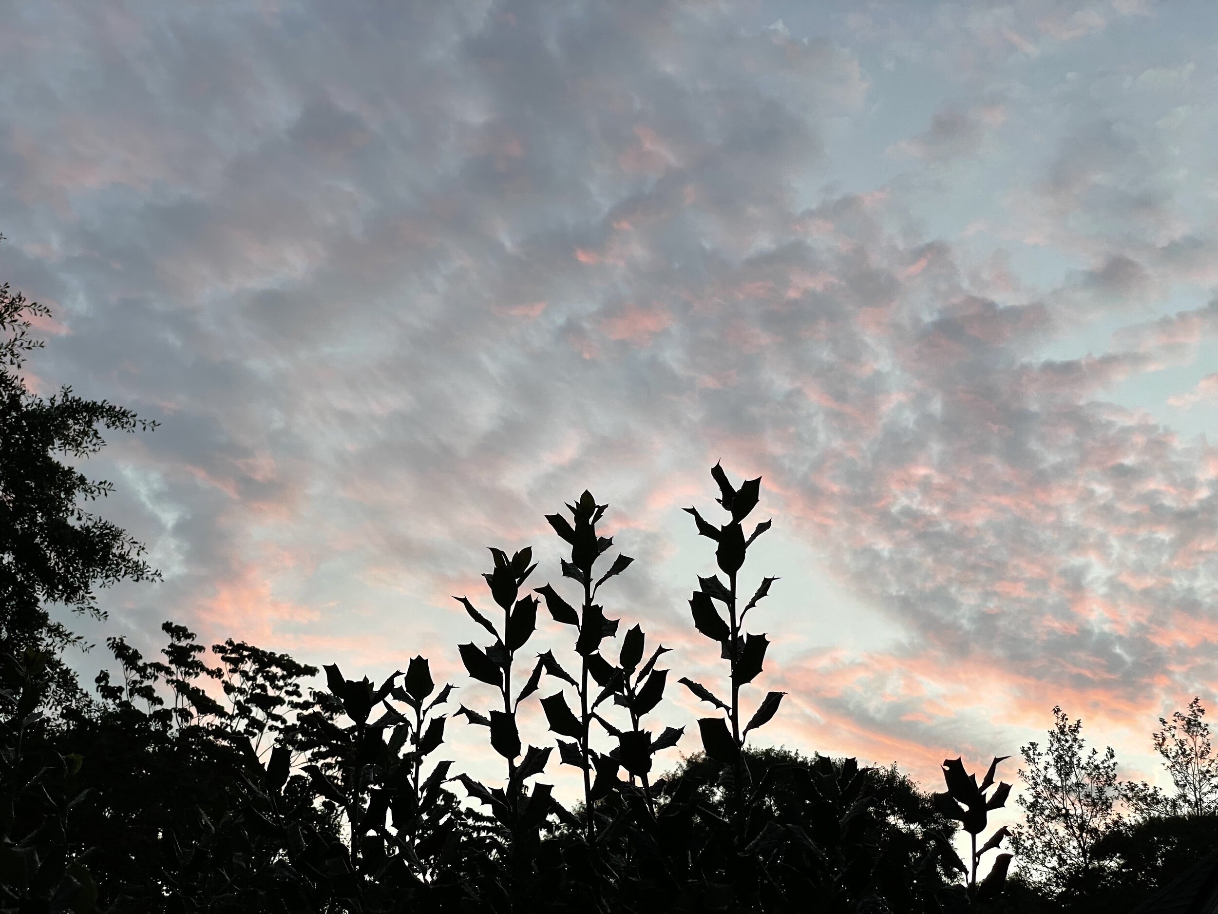 Silhouettes of spiky leaves and scrubby trees with gorgeously peach colored clouds at sunrise