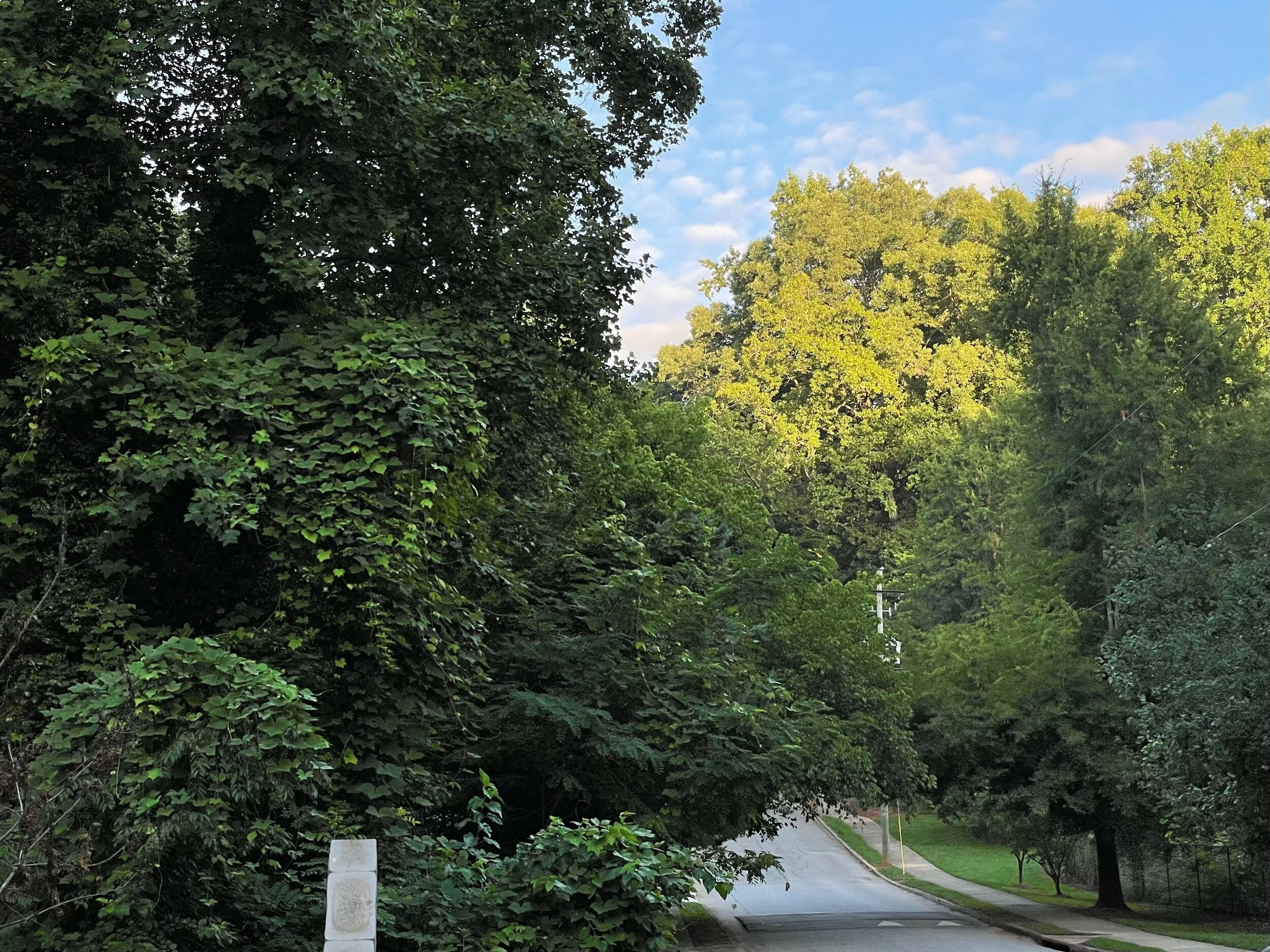 A sloping neighborhood street heavily overgrown with trees and ivy
