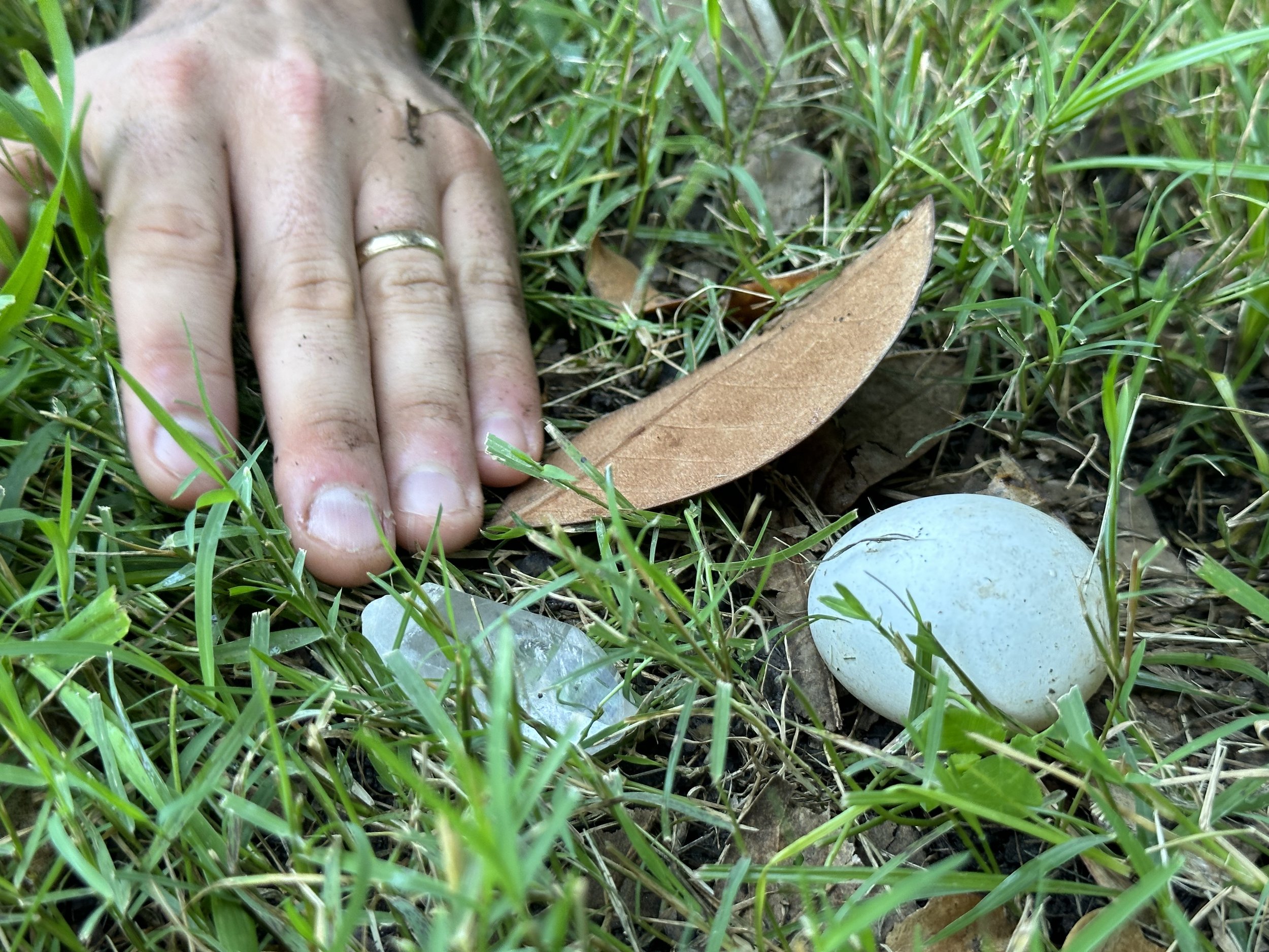 A hand wearing a gold wedding ring palm-down in the grass next to a quartz crystal and a small white bird’s egg with dirt on its shell