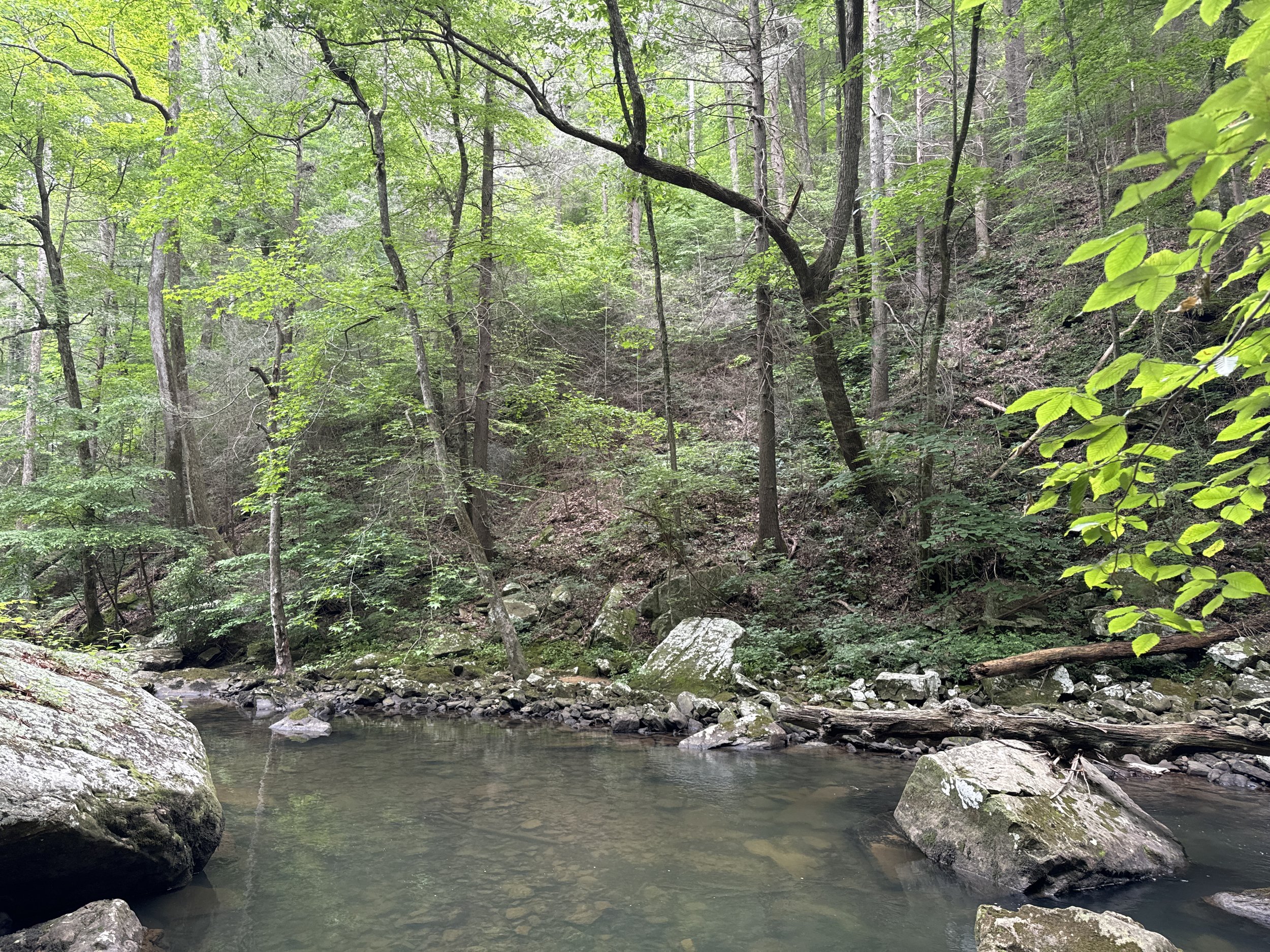 A photo of a stream strewn with large rocks at the bottom of a vast and ancient gorge, with trees and vines and moss winding their way up the far side.
