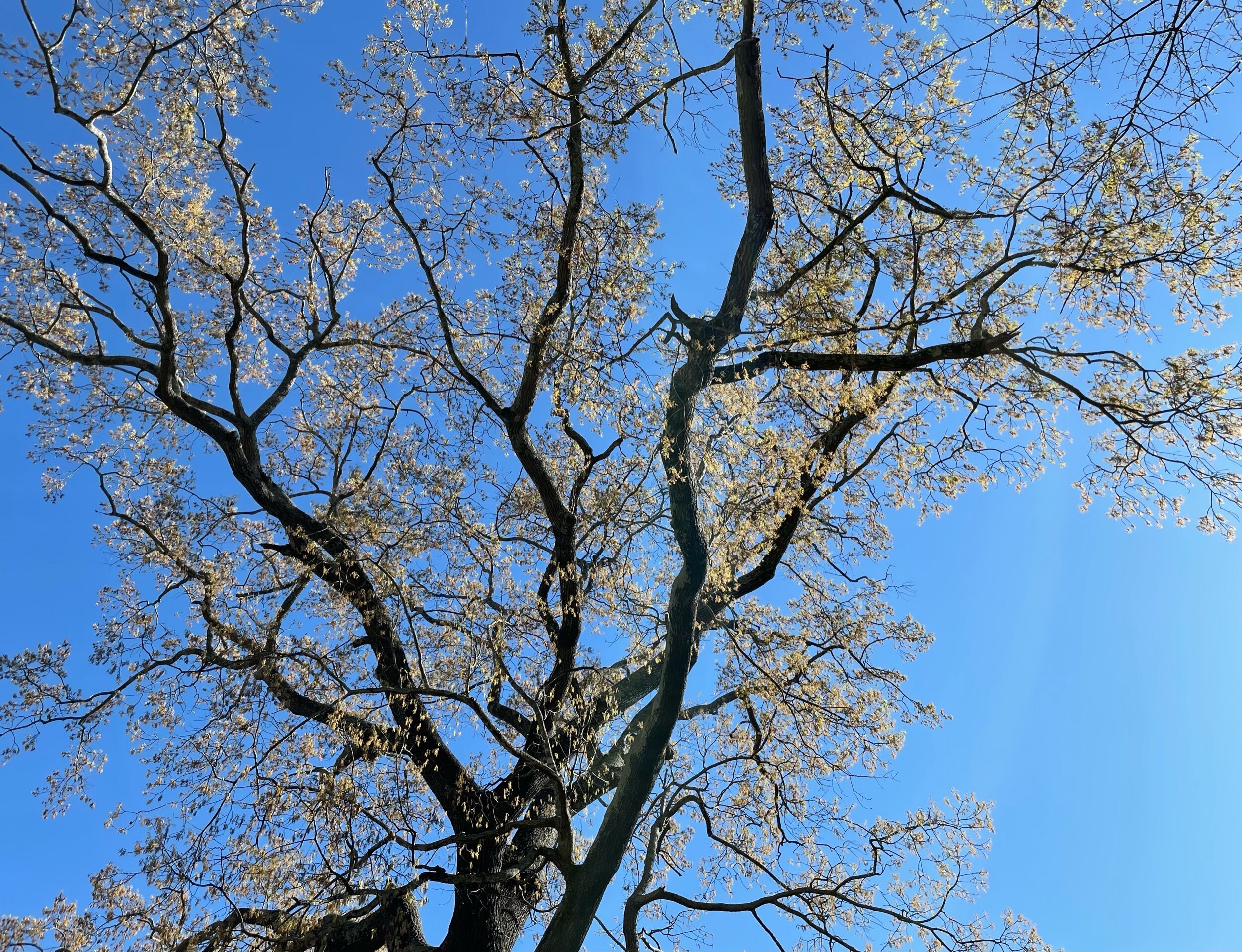 A tall, spindly tree with few yellowish leaves at the tips reaching up into a deep blue sky